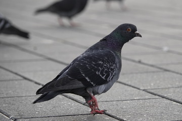 pigeon, dove, animal, nature,  bird