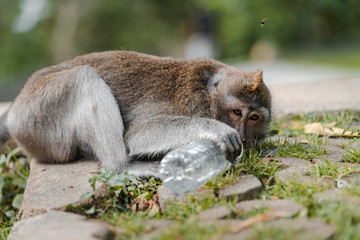 Long-tailed macaque plays with a plastic bottle in Sacred Monkey Forest in Ubud, Bali