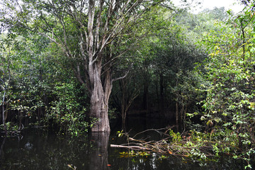 Fototapeta na wymiar Amazonian wildlife view from a boat of one of the tributaries