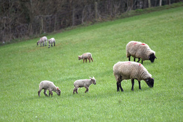 Obraz na płótnie Canvas lambs and sheep