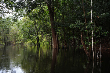 Amazonian wildlife view from a boat of one of the tributaries