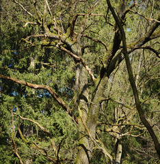 Schöner deutscher Wald 