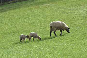 very young lambs and sheep