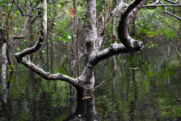 Fototapeta premium Amazonian wildlife view from a boat of one of the tributaries