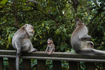 Long-tailed macaque plays with his baby monkey and protects from strangers in Sacred Monkey Forest in Ubud, Bali