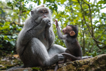 Long-tailed macaque plays with his baby monkey and protects from strangers in Sacred Monkey Forest in Ubud, Bali