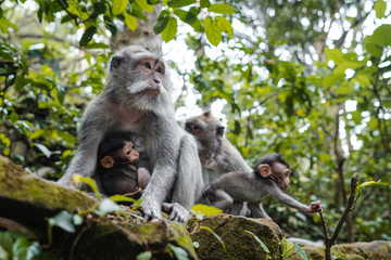 Long-tailed macaque plays with his baby monkey and protects from strangers in Sacred Monkey Forest in Ubud, Bali