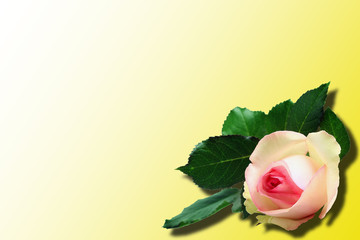 Rose flower isolated on a yellow gradient background. Shadow. Place for text.