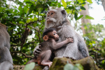 Naklejka na ściany i meble Long-tailed macaque plays with his baby monkey and protects from strangers in Sacred Monkey Forest in Ubud, Bali