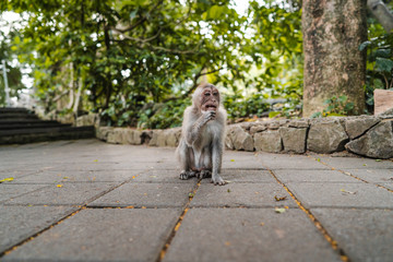 Long-tailed macaque (Macaca fascicularis) in Sacred Monkey Forest, Ubud, Indonesia