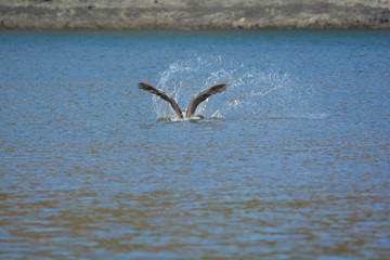 Pellicano, volo in acqua