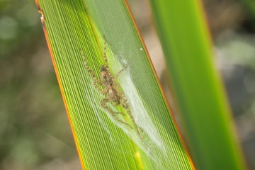 Small spider on a green and yellow lanceolate leaf. Formium (Phormium) variegated. Detail macro.