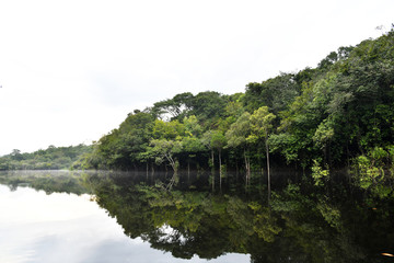 Fototapeta premium Amazonian wildlife view from a boat of one of the tributaries