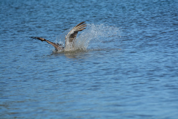 Tuffo del pellicano nell'oceano