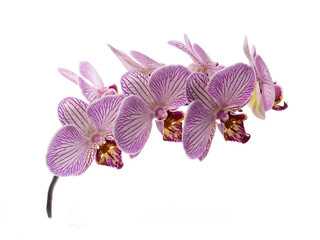 Fototapeta na wymiar orchid flower isolated on white background.