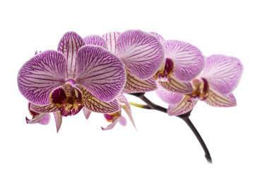 Fototapeta premium orchid flower isolated on white background.