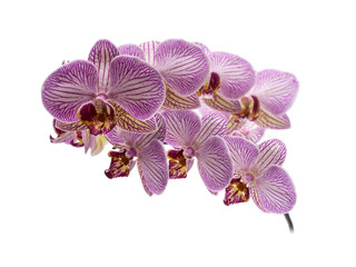 orchid flower isolated on white background.
