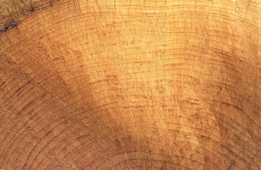 Background of felled tree trunk