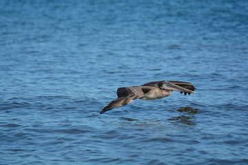 Pellicano in volo
