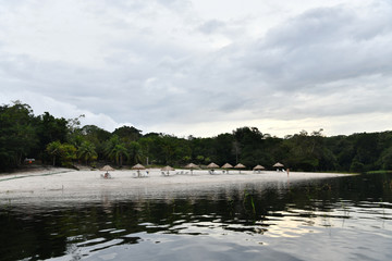 Amazonian wildlife view from a boat of one of the tributaries