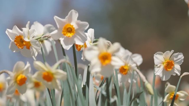 panning on a bed of white daffodils blowing in the wind gently