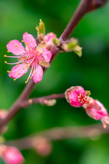 fleurs  de pêcher 