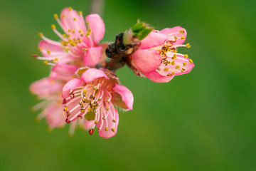 fleurs  de p&ecirc;cher 