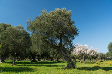 The arrival of spring and the cherry blossoms with olive trees - Puglia - Alberobello, Lecce,...