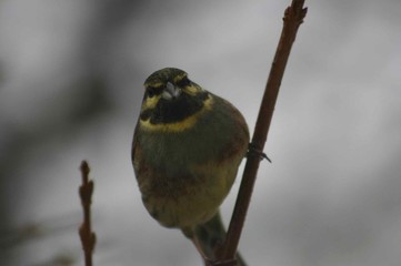 Bird Staring On A Branch In Winter