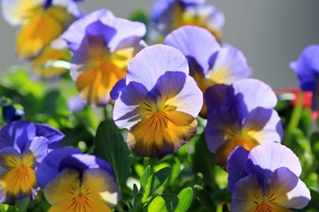 Beautiful blue pansies in the garden