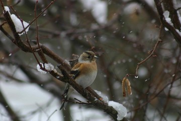 Redbreast Staring On A Branch In Winter - Front Face View