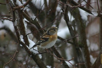 Redbreast Staring On A Branch In Winter - Side Face View