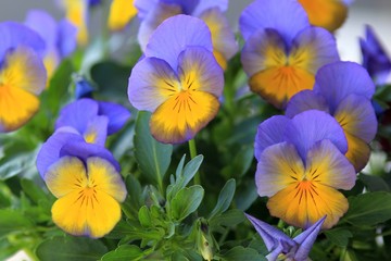 Beautiful blue pansies in the garden