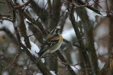 Redbreast Staring On A Branch In Winter - Back Face View