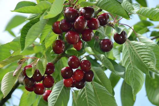 Cerises sur un cerisier, bigarreau Hedelfingen