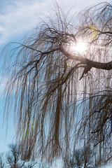 weeping willow before a blue sky at sunset, by day