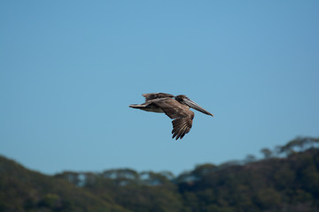 Pellicano in volo
