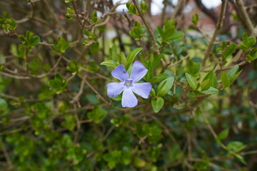 blue flower