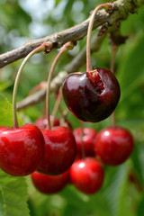 Cerises abimées