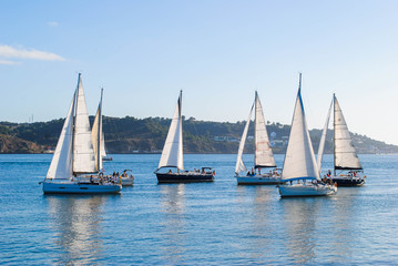 Fototapeta premium Several white yachts sail on the river