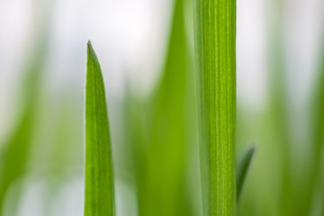 Fototapeta na wymiar green grass close up as background