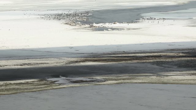 A flock of birds on drifting ice against the background of flowing water