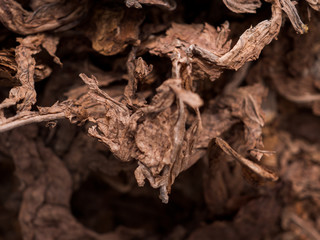 Tobacco leaves close-up. Raw tobacco