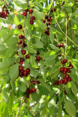 Cueillette de cerises chez un produteur de la vallée de Seine, variété  bigarreau Hedelfingen