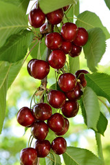 Cueillette de cerises chez un produteur de la vallée de Seine, variété  bigarreau Hedelfingen