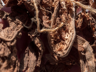 Man holds tobacco leaves in his palms