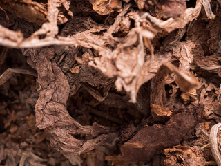 Tobacco leaves close-up. Raw tobacco