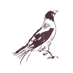 City crow drawn by hand in ink.