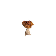 Dry white mushroom on a white background. Isolate. Vegan and vegetarian food.