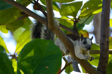 Scoiattolo che mangia